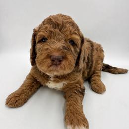 Jolene - Merle female Saint Berdoodle puppy in Beach, North Dakota from Badland St. Berdoodles LLC