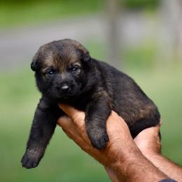 Burgundy - Sable female German Shepherd puppy in Cherryville, North Carolina from Masky Kennel
