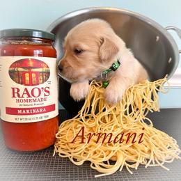 Golden Retriever Puppies from Ruff Life Goldens