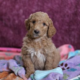 Goldendoodle Puppies from Faith Breeders