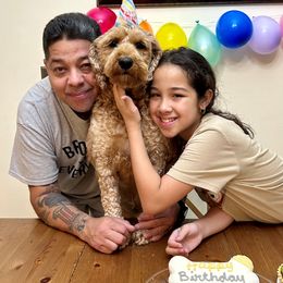 Goldendoodle Puppies from Furever Doodle