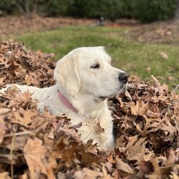 Yara - Golden Retriever
