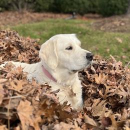 Yara - Golden Retriever