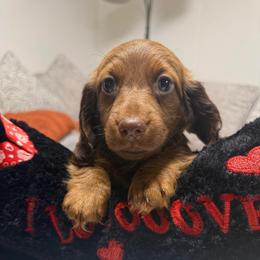 Bear - Chocolate and tan male Dachshund puppy in Chillicothe, Ohio from Brittney's Dachshunds