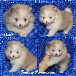 Dario - Cream sable male Pomeranian puppy in Anna, Texas from Fantasy Pomeranians & Fantasy Aussies