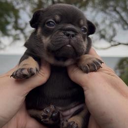Cocoa and Tan Girl (solid) - Liver female French Bulldog puppy in Gulf Breeze, Florida from SW Frenchies