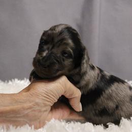 Cricket - Black and tan female Dachshund puppy in Liberty, Texas from Sweetnlow Dachshund (Doxies)