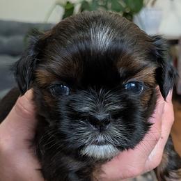 Shih Tzus from Jenny Switzer