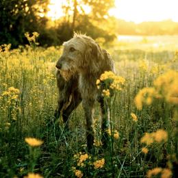Sheeva - Irish Wolfhound