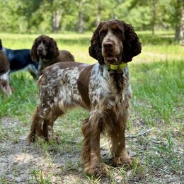 MoonPie - English Springer Spaniel