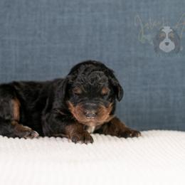 Amber Standard Bernedoodle - Phantom female Bernedoodle puppy in Eureka, Illinois from Joley Aire Family Dogs