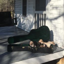 Borzoi and Silken Windhound Puppies from Perla Silken Windhounds & Borzoi