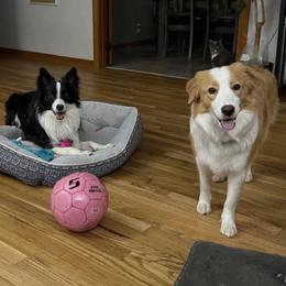 Border Collie Puppies from Cahill’s Canines