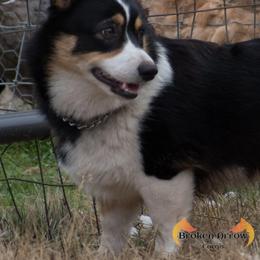 Pembroke Welsh Corgi All Grown Up from Broken Arrow Corgis