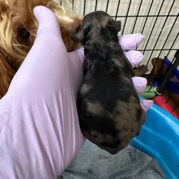 Girl 1 - Merle female Cavapoo puppy in Thorndale, Texas from Hattie’s Texas Cavapoos