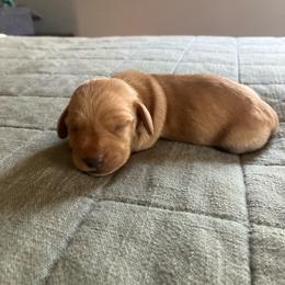 Blondie - Red male Dachshund puppy in Brave, Pennsylvania from Maple Moon Mini Dachshunds