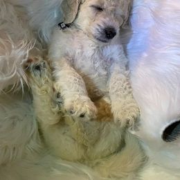 Bernedoodle and Labradoodle Puppies from Doodletown