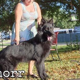 Thorr - German Shepherd