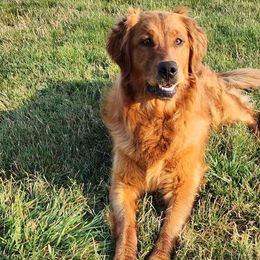Pepper - Golden Retriever