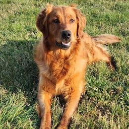 Pepper - Golden Retriever