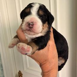 Divot - Tri-color female Bernedoodle puppy in Royse City, Texas from Platinum Bernedoodles of Texas