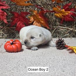 Ocean boy 2 - Light golden male Golden Retriever puppy in Niles, Michigan from Christiana Creek Goldens