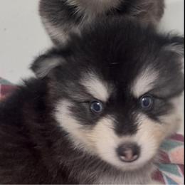 Beck - Black and white male Pomsky puppy in Spring Hill, Florida from PDQ Pomskies