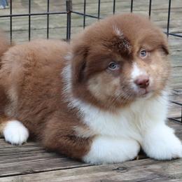 Red Tri F - Red tri-color female Australian Shepherd puppy in Browerville, Minnesota from Rustic River Ranch Aussies