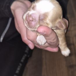 Oscar - Cream and white male Shih Tzu puppy in Green Valley Lake, California from All American Shih Tzu Puppies