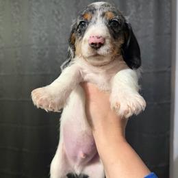 Comet AKC - Dapple male Dachshund puppy in Erie, Michigan from Champagne’s Grinch Toe’d Dachshunds