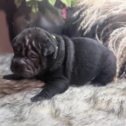 Vermithor - Black male Chinese Shar-Pei puppy in Lehigh Acres, Florida from Florida Wrinkles