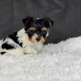Louis - Black tan and white male Biewer Terrier puppy in Liberty, Texas from Tiny Yorkshire pups