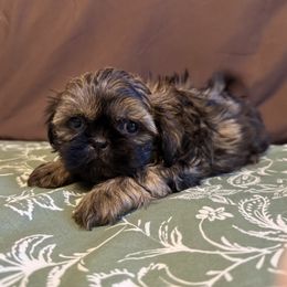 Gold - Gold male Shih Tzu puppy in Sharon, Pennsylvania from Keystone Danes and Shih tzus