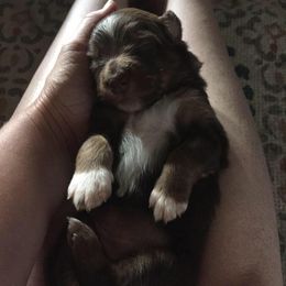 Australian Shepherd Puppies from Roanoak Australian Shepherds