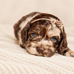 Rhubarb - Merle female Cockapoo puppy in Santa Barbara, California from K+C Doodles