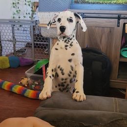 Noel Girl 1 - White and black Dalmatian puppy in Hemet, California from Silvercity Dalmatians
