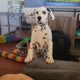 Noel Girl 1 - White and black Dalmatian puppy in Hemet, California from Silvercity Dalmatians
