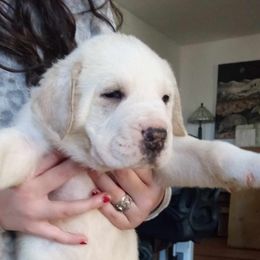 Pía - Central Asian Shepherd Dog puppy in Staunton, Virginia from Spinaz de Can