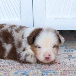 Burn - Red merle male Miniature Australian Shepherd puppy in Prague, Oklahoma from Clay Creek Aussies