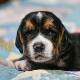 Madison - Black brown and white female Basset Hound puppy in Knoxville, Tennessee from Well Hounded Bassets