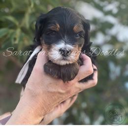 Kelsi - Tri-color female Bernedoodle puppy in Saratoga Springs, Utah from Saratoga Springs Doodles