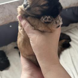 Boy 2 - Black and tan male Shih Tzu puppy in Oregon, Ohio from Gogol Family Shih Tzus