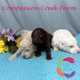 Homebrew - Parti male Labradoodle puppy in Bowman, Georgia from Companion Creek Farm