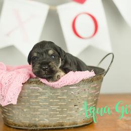 Aqua Girl - Black and silver female Miniature Schnauzer puppy in Commerce, Georgia from Peach State Miniature Schnauzers