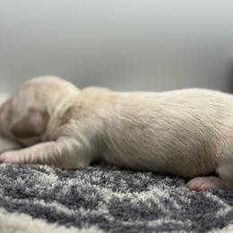 Ckc ee red  longhair female - Red female Dachshund puppy in Anderson, California from Golden Paws Dachshunds