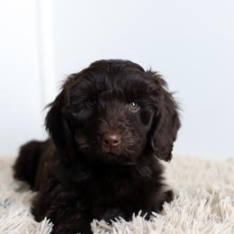 Rio - Chocolate male Australian Labradoodle puppy in Williamstown, New York from Lewis Manor Labradoodles
