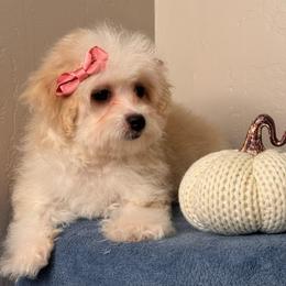 Ruby - Cream female Maltipoo puppy in Bakersfield, California from Silvia's Maltipoos