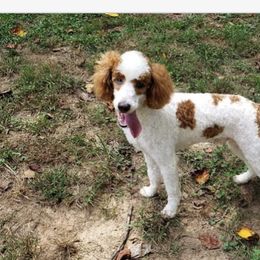 Goldendoodle Puppies from Boardwalk Doodles