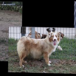 Nicole - Miniature Australian Shepherd