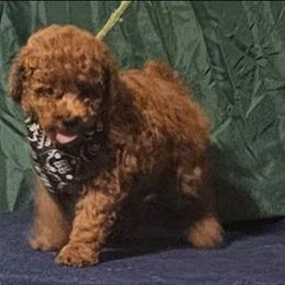 Red Bandit - Red  male Poodle puppy in Willis, Texas from Golden's Poodles